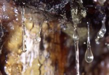 Nya läkemedel mot epilepsi från kåda