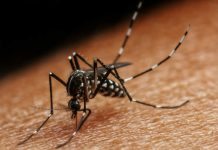 ”Ökad myggburen smitta blir det nya normala”