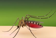 DNA-vaccin mot zikavirus testas kliniskt i fas II Läkemedelsvärlden