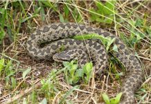 Ormbett vanlig fråga under sommarmånaderna