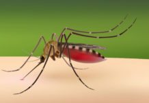 Därför blev zikaviruset extra farligt Läkemedelsvärlden