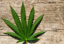 Nobben igen för cannabisläkemedel