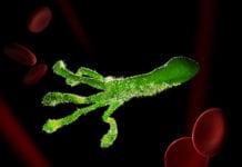 Antibiotikaresistens har fördubblats på 20 år helicobacter pylori
