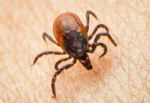 Första steget på väg till behandling mot TBE? fästing