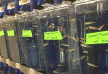 ”Crispr har öppnat en helt ny värld” Med hjälp av Crispr/Cas9 skapar forskarna vid Umeå universitet sjukdomsmodeller av cancerformen rabdomyosarkom i zebrafiskar. "De saker vi kan göra i dag var helt otänkbara tidigare", säger Jonas von Hofsten, docent i cellbiologi. Foto: Umeå universitet.