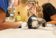 Veterinärer ombeds minska användningen av propofol Propofol