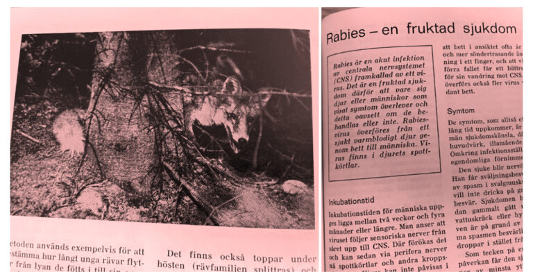 Rabiesvaccin ansågs inte ideala 1971