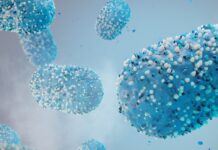 Studie: Apkoppor ibland dödligt hos immunsvaga apkoppor