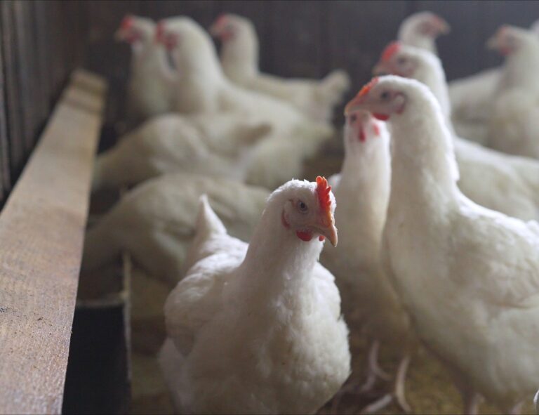 ”Vaccinationer inte aktuella i Sverige just nu”