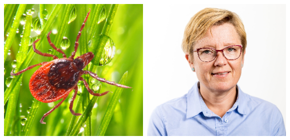 Kollage TBE-vaccin Region Jönköping Malin Bengnér