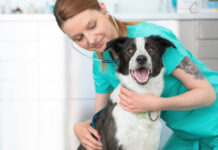 Rapporter om biverkningar hos djur ökar kraftigt Läkemedelsvärlden