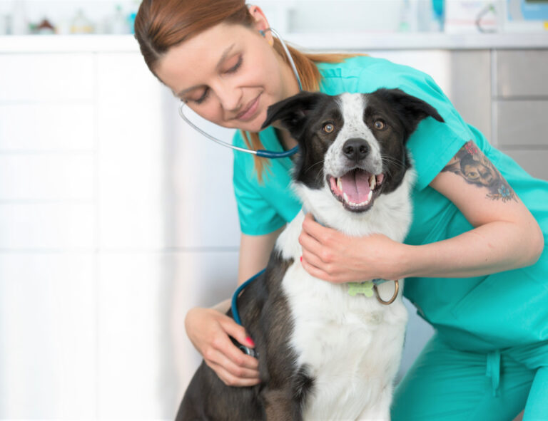 Rapporter om biverkningar hos djur ökar kraftigt