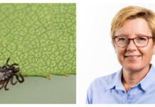 Stor skillnad i pris på TBE-vaccinationer Kollage Fästing Malin Begnér Foto: Istock / Region Jönköping