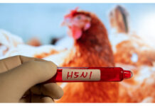 Skärpt beredskap mot fågelinfluensa