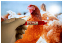 Finland startar vaccination mot fågelinfluensa i juni Fågelinfluensa WP2 Foto: Istock