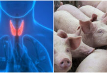 Rekord för hormon från svinsköldkörtel Läkemedelsvärlden