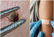 Ny studie: TBE-vaccin skyddar bra i minst tio år Läkemedelsvärlden