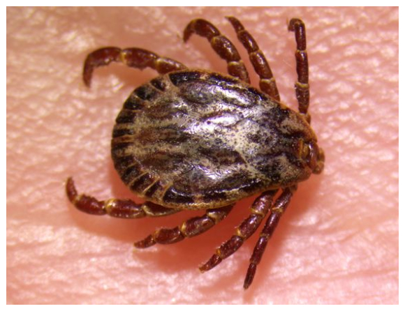 En helt ny fästingart, Dermacentor marginatus, har upptäckt i Sverige. Foto: Statens veterinärmedicinska anstalt
