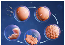 Studie av mikroRNA kan ge bättre fertilitetsbehandling Befruktning fertilitet barn grafik WP1 Foto Istock Illustration: Istock