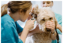 Vill ha in fler anmälningar av djurläkemedel Läkemedelsverkets nya e-tjänst ska göra det lättare för djurägare och personal inom djurens hälso- och sjukvård att anmäla misstänkta biverkningar vid läkemedelsbehandling av djur. Foto: Johnér