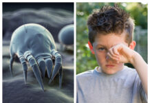 Ny tablett vaccinerar barn mot kvalsterallergi Läkemedelsvärlden