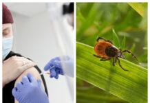 TBE-vaccinationer har förhindrat 1000 TBE-fall Läkemdelsvärlden