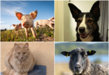 Vill öka kunskapen om läkemedel för djur