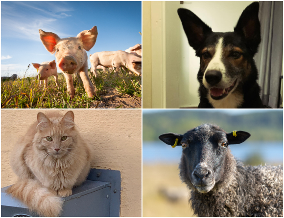 Vill öka kunskapen om läkemedel för djur