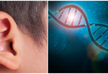 Genterapi effektiv mot medfödd dövhet genterapi mot dövhet