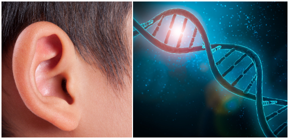 genterapi mot dövhet