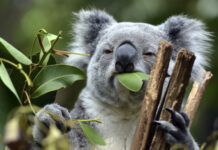 Nytt vaccin ska skydda koalor mot klamydia Koalabjörn som äter eukalyptus