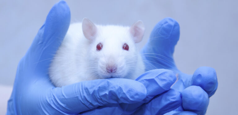 Semaglutid dämpade kokainmissbruk